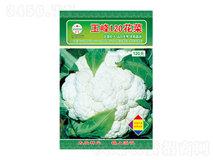 白花椰菜種子-玉峰120花菜-太樂種業