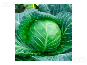 ���{�N��-學�312-�A孷N�I