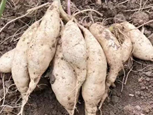 浙薯75-禾苗種業