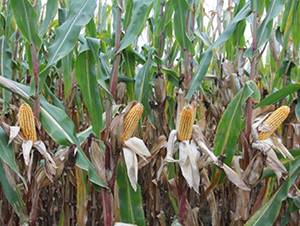 ����1009-���׷N��-�Ǻ�����N�I