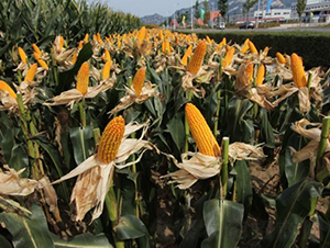 ����99-���׷N��-�Ǻ�����N�I