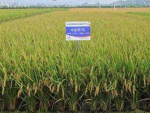 中安7號-水稻種子-金健種業(yè)