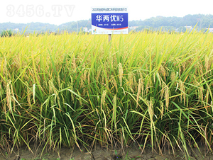 �A�Ƀ�M5-ˮ���N��-�𽡷N�I