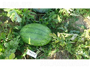 ���S3̖-���ϷN��-���S�N�I