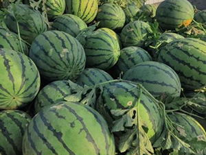 ���S16̖-���ϷN��-���S�N�I