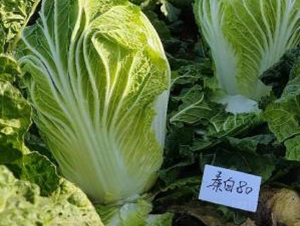 �ذ�80-�ײ˷N��-���S�N�I