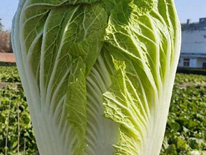 �ذ���̖-�ײ˷N��-���S�N�I