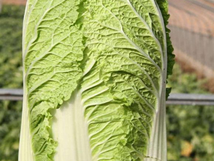 �ذ�һ̖-�ײ˷N��-���S�N�I