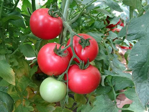 �߿�����8̖-���ѷN��-���S�N�I